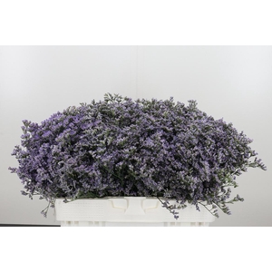 Limonium Utah Blue