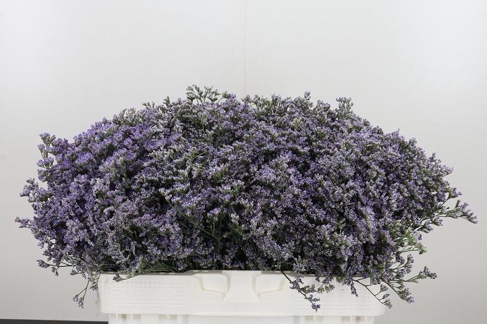 <h4>Limonium Utah Blue</h4>