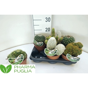 CACTUS GEM