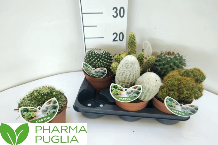 <h4>CACTUS GEM</h4>