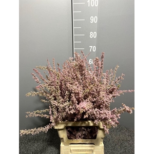 Genista Col Pink 200gr