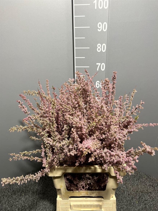 <h4>Genista Col Pink 200gr</h4>