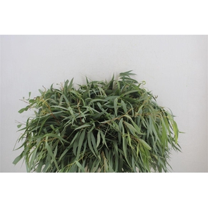 Euca Nicoly Short 150gr P Bunch