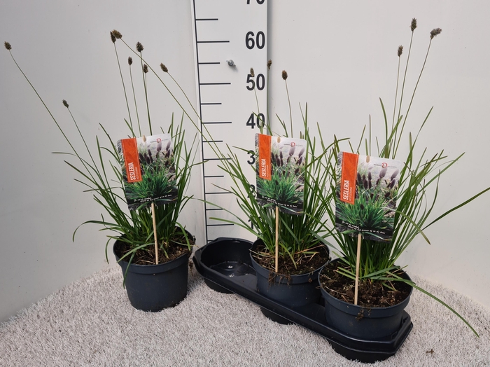 <h4>SESLERIA NITIDA</h4>