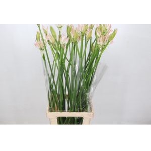 Nerine Bicolor Bionce