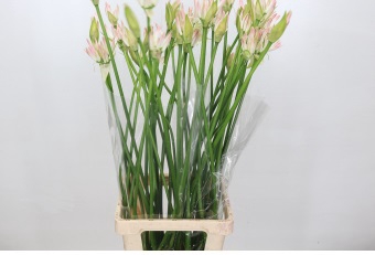 Nerine Bicolor Bionce