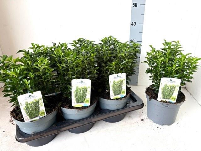 <h4>EUONYMUS JA GR SPIRE</h4>