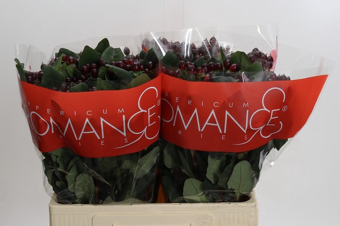 <h4>Hypericum Rocky Romance</h4>