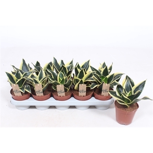 Sansevieria Golden Hahnii Black