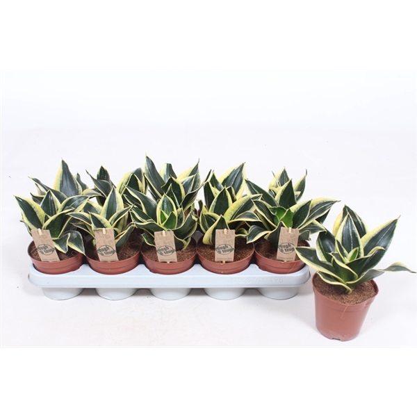 <h4>Sansevieria Golden Hahnii Black</h4>