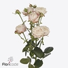 Rosa spray nynke