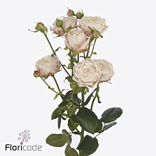 Rosa spray nynke