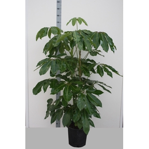 SCHEF ACTINOPHYLLA