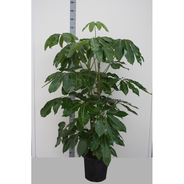 <h4>SCHEF ACTINOPHYLLA</h4>