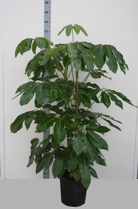 SCHEF ACTINOPHYLLA