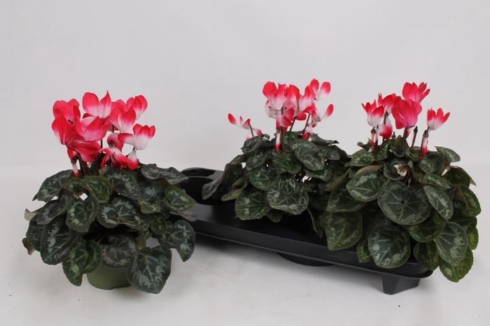 <h4>CYCL MD INDIAKA</h4>