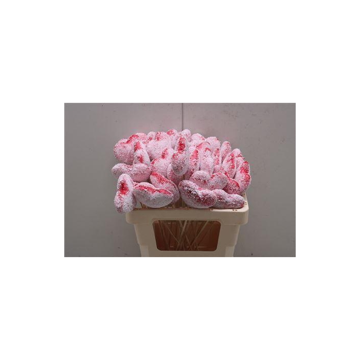 <h4>Valintine Hart</h4>