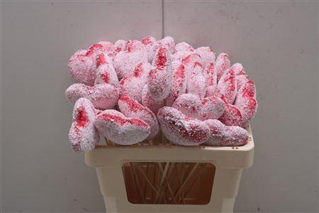 <h4>Valintine Hart</h4>