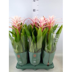 Guzmania  'Linea Pink'