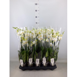 Phalaenopsis   ...white