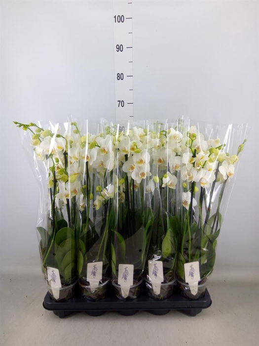 <h4>Phalaenopsis   ...white</h4>