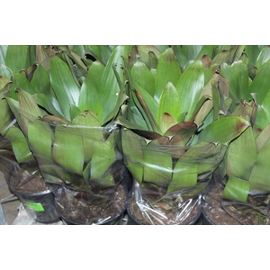 BROMELIA IMPERIAL P27 VERDE/VERMELHO