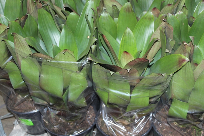 <h4>BROMELIA IMPERIAL P27 VERDE/VERMELHO</h4>