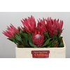 Protea Cynaroides Madiba