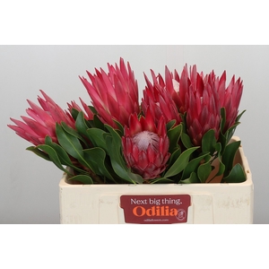 Protea Cynaroides Madiba