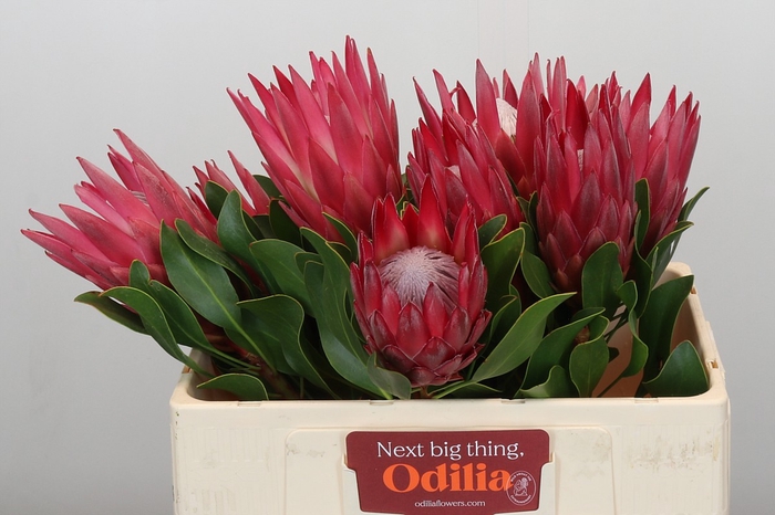 Protea Cynaroides Madiba