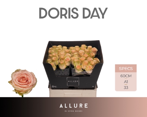 <h4>R GR DORIS DAY ALLURE</h4>