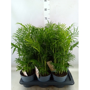Chamaedorea elegans