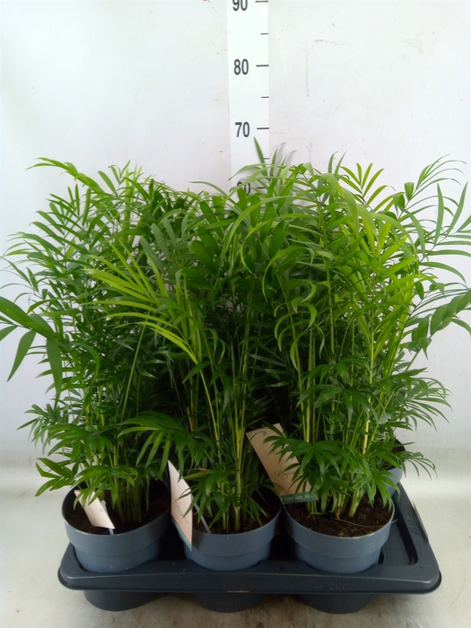 <h4>Chamaedorea elegans</h4>