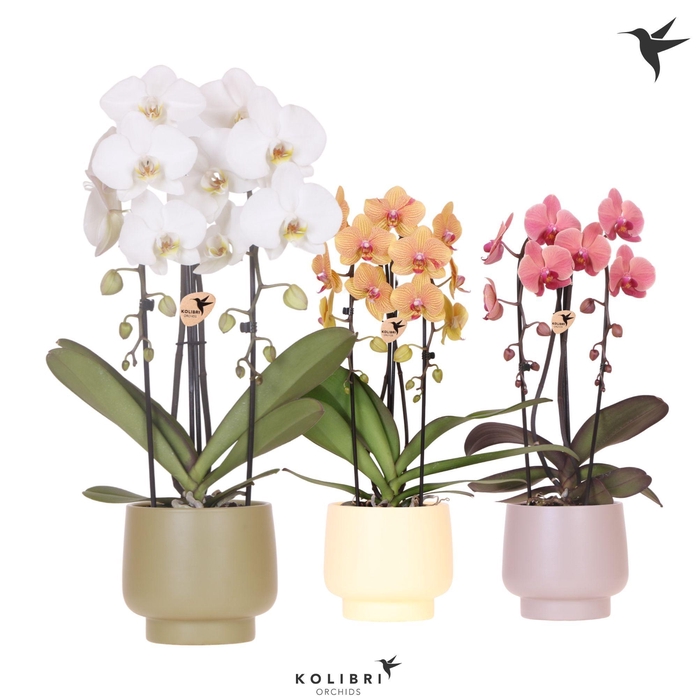 <h4>Kolibri Orchids Cascade Niagara Fall mix 2 spike in Scandic pot green mix</h4>