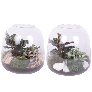 Opm Yearround Arr. Indoor Glass Terrarium Round