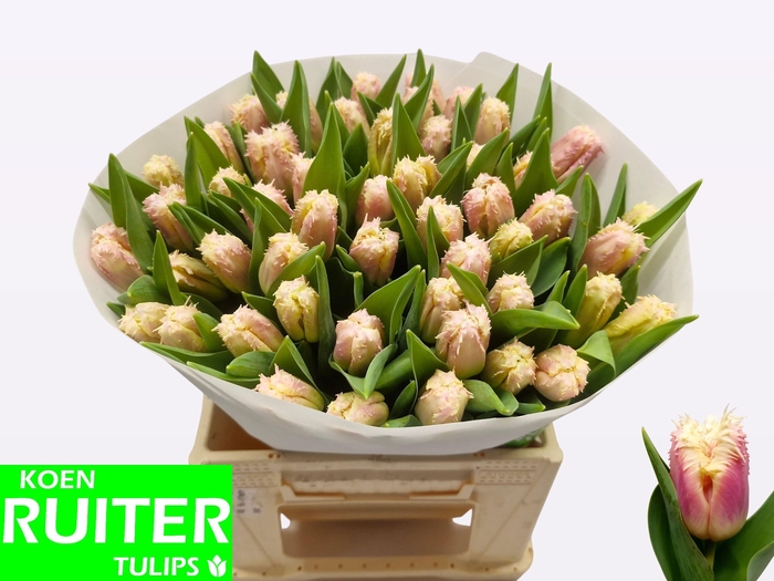 <h4>TU FR HAWAII</h4>