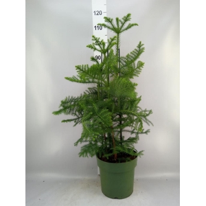 Araucaria heterophylla