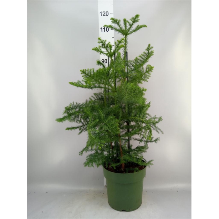 <h4>Araucaria heterophylla</h4>