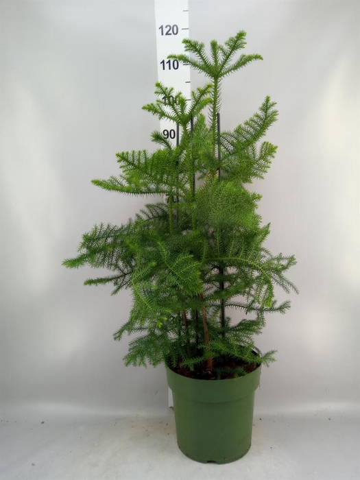 Araucaria heterophylla