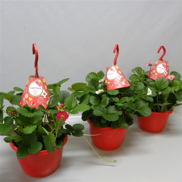 <h4>Aardbeienplant mix 1 soort/pot</h4>