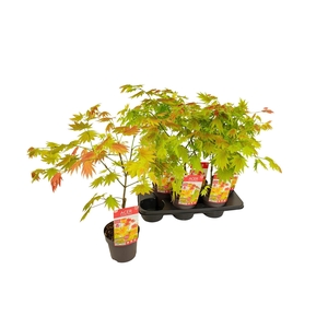 ACER SHIRASAWANUM