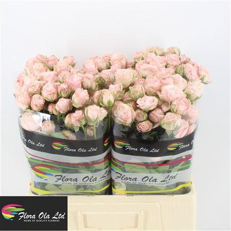 <h4>R Tr Bombastic</h4>