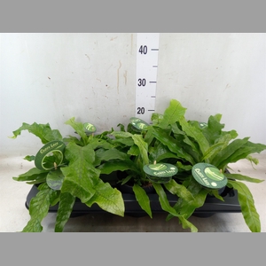 Microsorum mussi 'Crocodyllus'