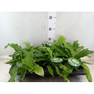 Microsorum mussi 'Crocodyllus'