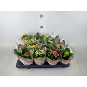 Kalanchoe blos. 'RoyalDon'   ..mix