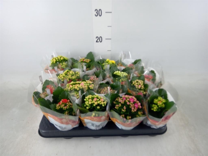 <h4>Kalanchoe blos. 'RoyalDon'   ..mix</h4>