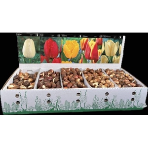 BLOEMBOL TULIPA