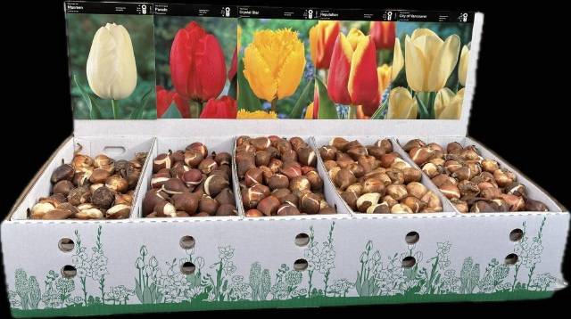 <h4>BLOEMBOL TULIPA</h4>