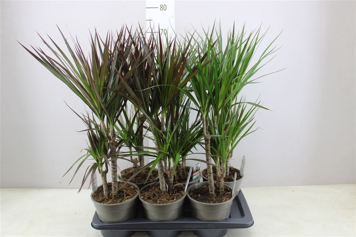 <h4>Dracaena Gemengd 30-10</h4>