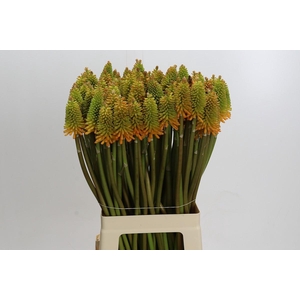 Kniphofia Eycone Peach